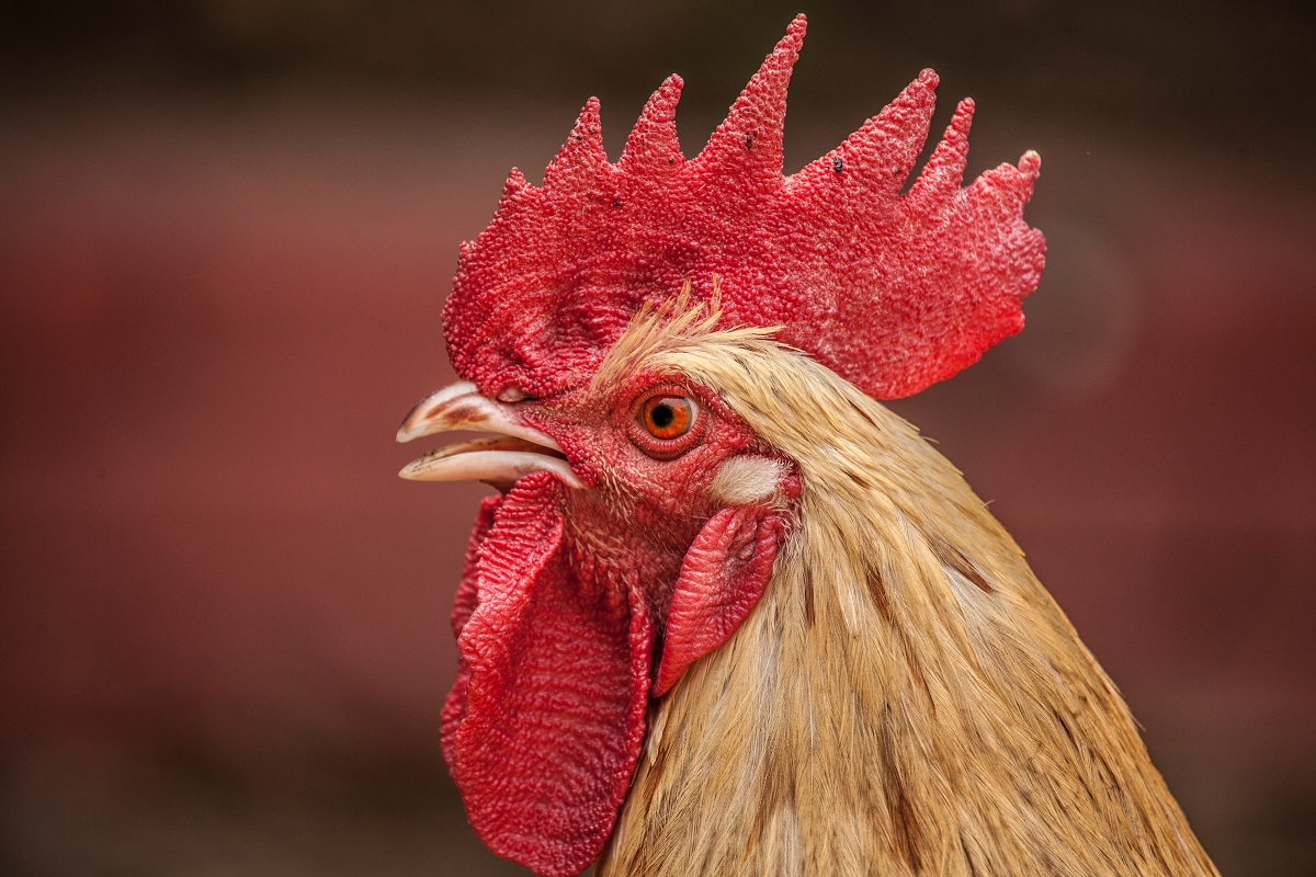 Veganuary - Mes de la compasión por las gallinas